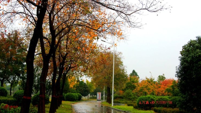 詩情畫意！秋冬之交一場雨 別樣周口落葉美