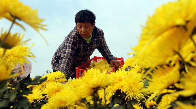 扶貧金菊花開(kāi)艷