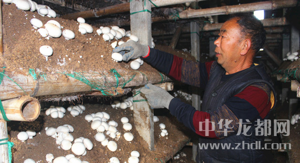 周口項(xiàng)城：食用菌種植基地內(nèi)，工人正在查看雙孢菇長(zhǎng)勢(shì)